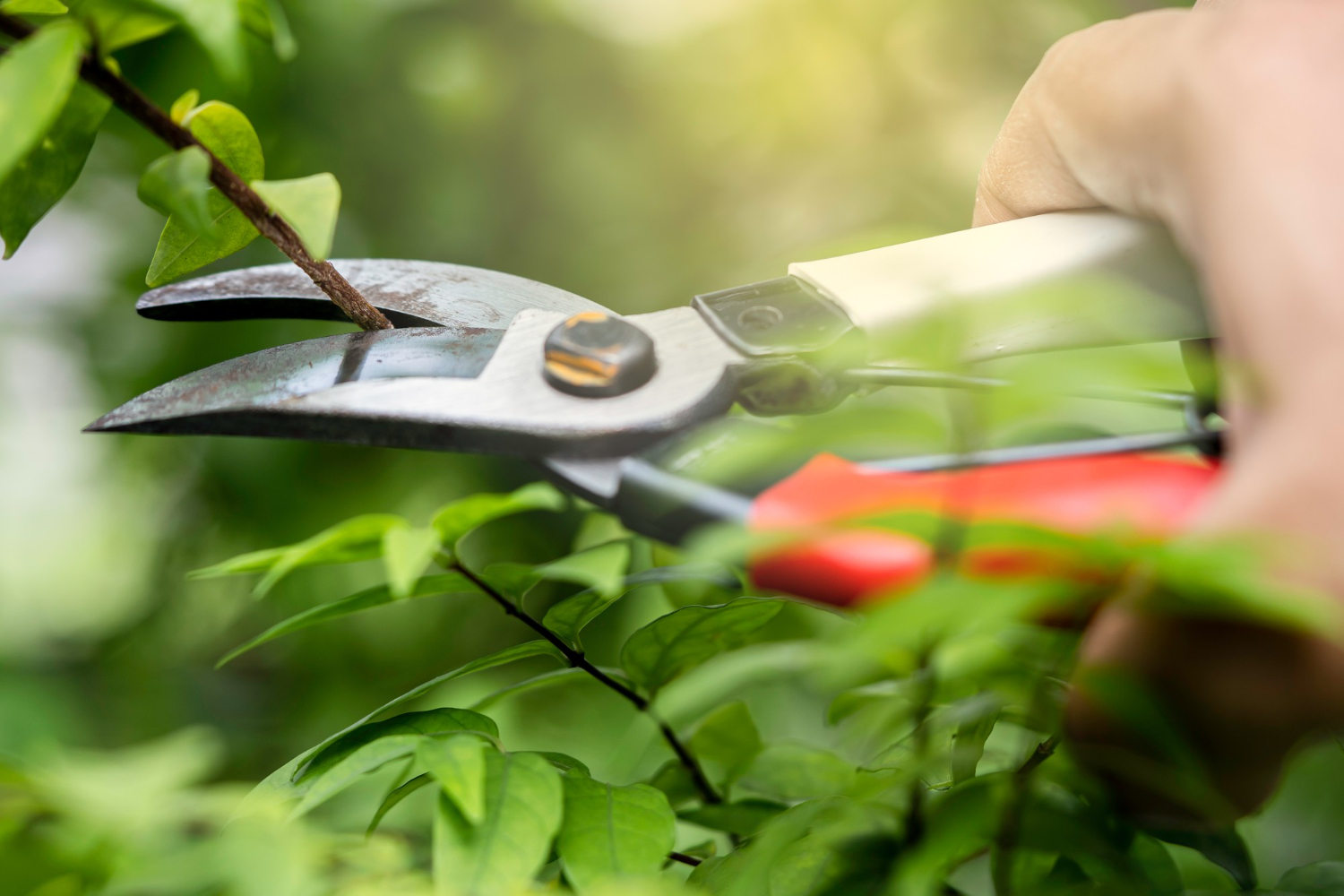 forbici per agricoltura